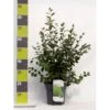 Glansdværgmispel Cotoneaster Lucidus Potte 4,0 Liter,- 50-60 Cm. 2 Glansdværgmispel Cotoneaster Lucidus Potte 4,0 Liter,- 50-60 Cm. -Plantetorvet p639 41797 cotoneaster lucidus f961