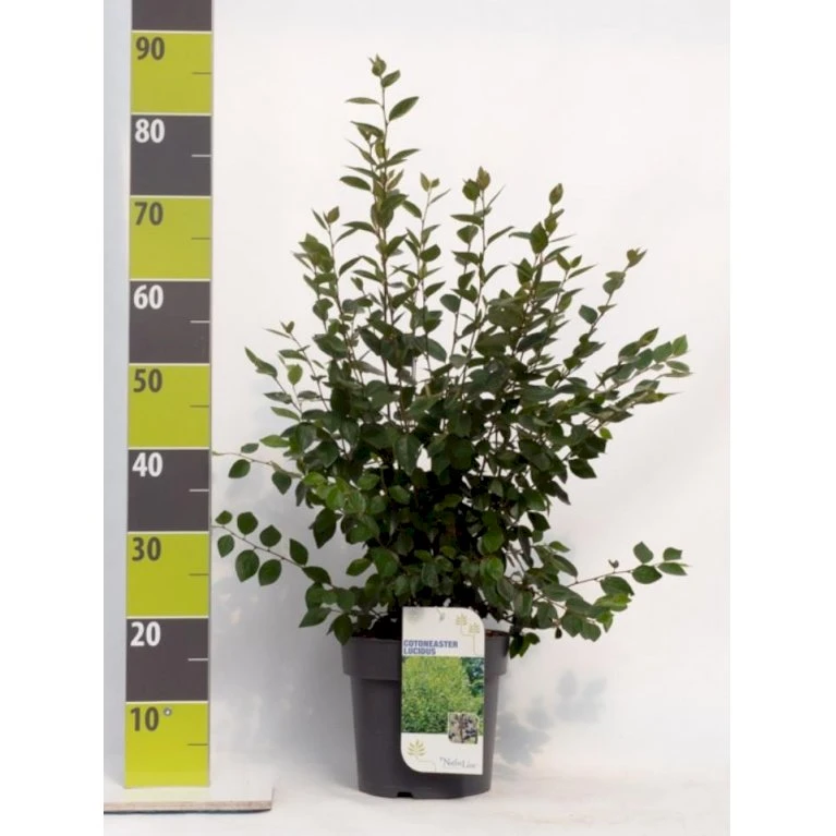 Glansdværgmispel Cotoneaster Lucidus Potte 4,0 liter,- 50-60 cm. Glansdværgmispel Cotoneaster Lucidus Potte 4,0 Liter,- 50-60 Cm. -Plantetorvet p639 41797 cotoneaster lucidus f961