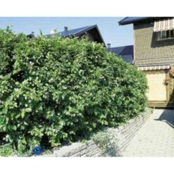 Glansdværgmispel Cotoneaster Lucidus Potte 4,0 Liter,- 50-60 Cm. 4 Glansdværgmispel Cotoneaster Lucidus Potte 4,0 Liter,- 50-60 Cm. -Plantetorvet p639 524 cotoneaster lucidus 3a3c
