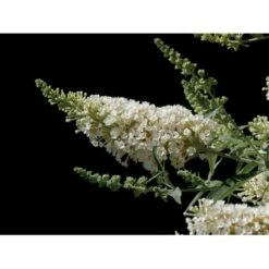 Sommerfuglebusk Buzz 'Ivory' Buddleja Buzz 'Ivory' 3,0 Liter Potte