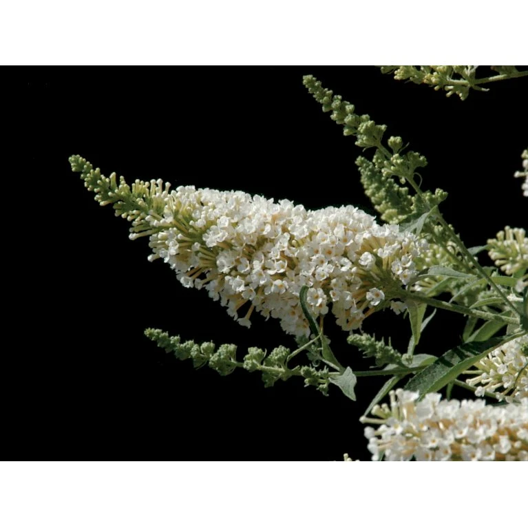 Sommerfuglebusk Buzz 'Ivory' Buddleja Buzz 'Ivory' 3,0 liter potte Sommerfuglebusk Buzz 'Ivory' Buddleja Buzz 'Ivory' 3,0 Liter Potte -Plantetorvet p6555 4325 buddleja buzz ivory b7f8