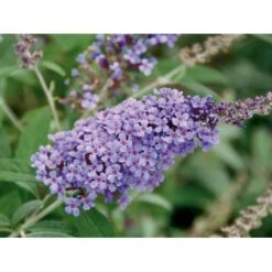 Sommerfuglebusk Buzz 'Violet' Buddleja Buzz 'Violet' 3,0 Liter Potte