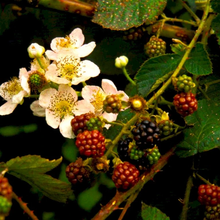 Tornfri Brombær 'Black Satin' Rubus Fruticosus 'Black Satin' Opbundet til ca. 40 cm., med potte Tornfri Brombær 'Black Satin' Rubus Fruticosus 'Black Satin' Opbundet Til Ca. 40 Cm., Med Potte -Plantetorvet p6564 48812 rubus fruticosus black satin c78c