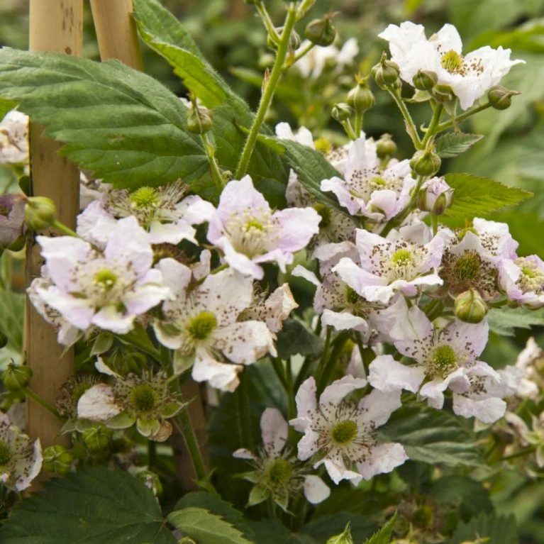 Tornfri Brombær 'Black Satin' Rubus Fruticosus 'Black Satin' Opbundet til ca. 40 cm., med potte Tornfri Brombær 'Black Satin' Rubus Fruticosus 'Black Satin' Opbundet Til Ca. 40 Cm., Med Potte -Plantetorvet p6564 48813 rubus fruticosus black satin 3cca