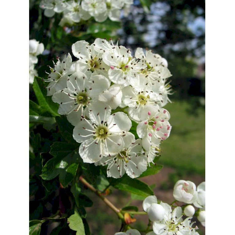 Engriflet Hvidtjørn Crataegus Monogyna Potte 7,5 liter 175-200 cm. Engriflet Hvidtjørn Crataegus Monogyna Potte 7,5 Liter 175-200 Cm. -Plantetorvet p658 542 crataegus monogyna 6742