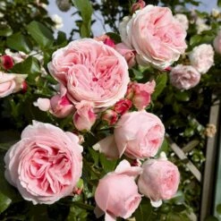 'Giardina'® Rosa X 'Giardina'® (Slyngrose) A-Kvalitet,- Barrods Roser Min. 3 Grene