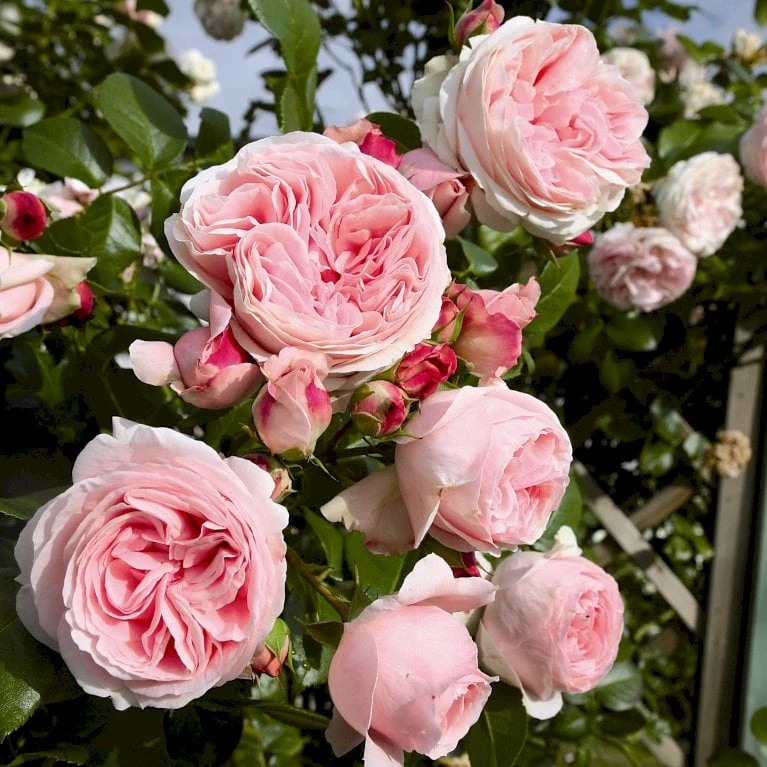 'Giardina'® Rosa X 'Giardina'® (Slyngrose) A-Kvalitet,- barrods roser min. 3 grene 'Giardina'® Rosa X 'Giardina'® (Slyngrose) A-Kvalitet,- Barrods Roser Min. 3 Grene -Plantetorvet p6598 54021 rosa x giardina slyngrose 7b73