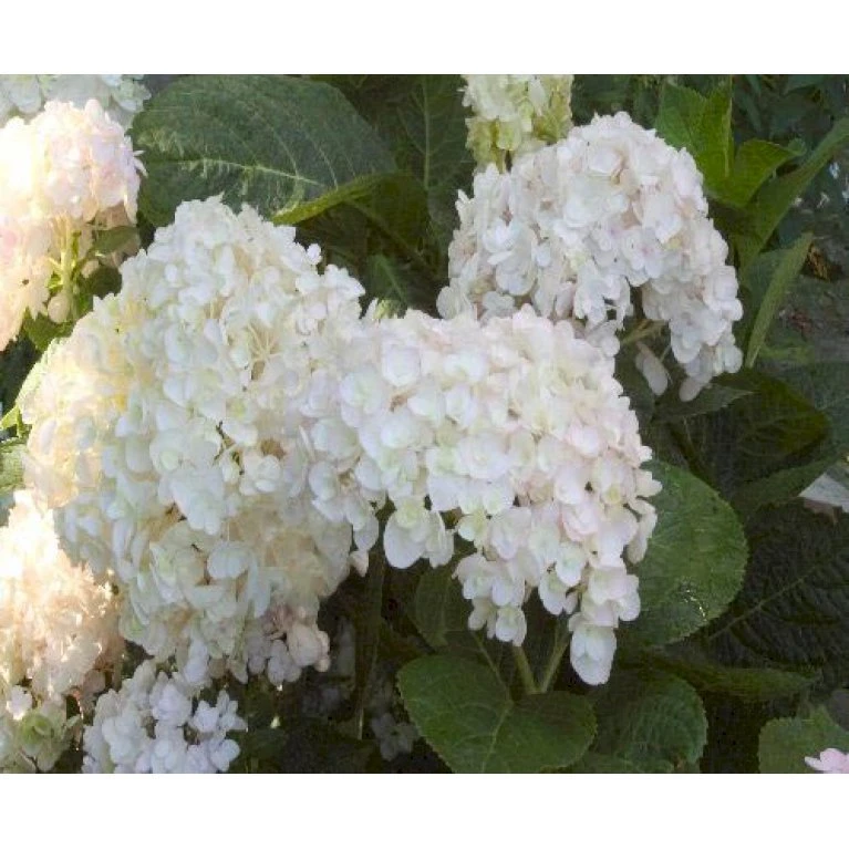 Hortensia 'Endless Summer The Bride' Hydrangea 'Endless Summer The Bride' 5 Liter potte Hortensia 'Endless Summer The Bride' Hydrangea 'Endless Summer The Bride' 5 Liter Potte -Plantetorvet p6618 4376 hydrangea endless summer the bride e946