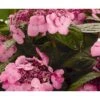Hortensia 'Twist-N-Shout' Hydrangea 'Endless Summer Twist-n-shout' 5 Liter Potte 1 Hortensia 'Twist-N-Shout' Hydrangea 'Endless Summer Twist-n-shout' 5 Liter Potte -Plantetorvet p6621 4378 hydrangea endless summer twist n shout fa6e