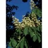 Hestekastanie Aesculus Hippocastanum Potte 12 Liter,- 150-175 Cm. -Plantetorvet p66 57 aesculus hippocastanum a369