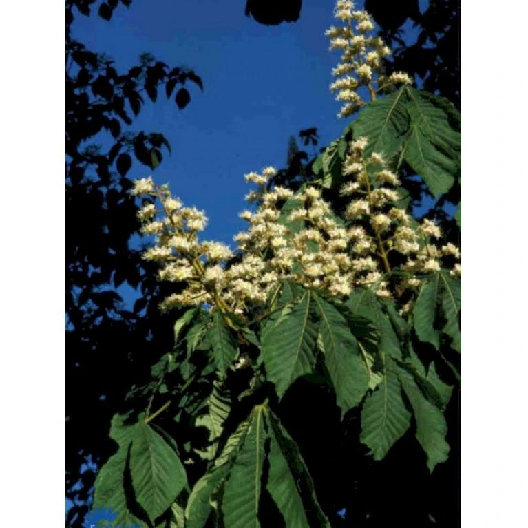 Hestekastanie Aesculus Hippocastanum Potte 12 liter,- 150-175 cm. Hestekastanie Aesculus Hippocastanum Potte 12 Liter,- 150-175 Cm. -Plantetorvet p66 57 aesculus hippocastanum a369