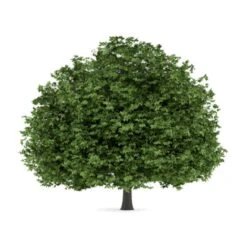 Hestekastanie Aesculus Hippocastanum Potte 12 Liter,- 150-175 Cm. 4 Hestekastanie Aesculus Hippocastanum Potte 12 Liter,- 150-175 Cm. -Plantetorvet p66 8147 aesculus hippocastanum 5555