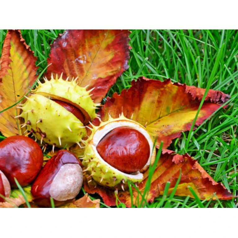 Hestekastanie Aesculus Hippocastanum Potte 12 liter,- 150-175 cm. Hestekastanie Aesculus Hippocastanum Potte 12 Liter,- 150-175 Cm. -Plantetorvet p66 8148 aesculus hippocastanum e991