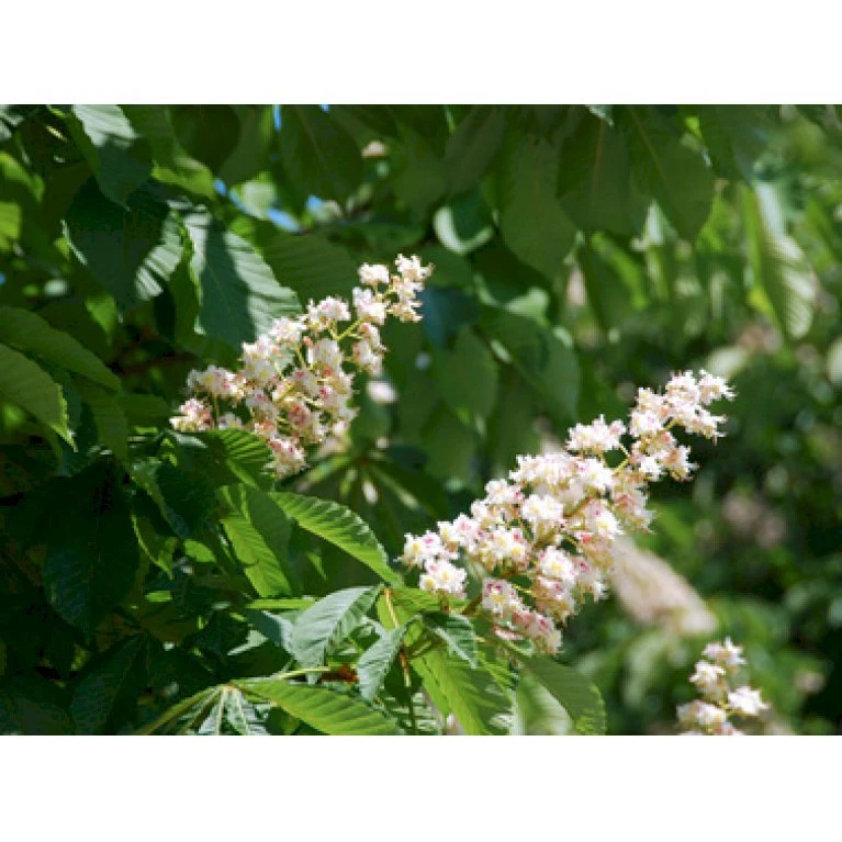 Hestekastanie Aesculus Hippocastanum Potte 12 liter,- 150-175 cm. Hestekastanie Aesculus Hippocastanum Potte 12 Liter,- 150-175 Cm. -Plantetorvet p66 8149 aesculus hippocastanum e59c