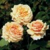 'Carl Nielsen'™ Rosa X 'Carl Nielsen'™ (Storblomstrende) A-Kvalitet,- Barrods Roser Min. 3 Grene 1 'Carl Nielsen'™ Rosa X 'Carl Nielsen'™ (Storblomstrende) A-Kvalitet,- Barrods Roser Min. 3 Grene -Plantetorvet p6707 51225 rosa x carl nielsen storblomstrende bcc2