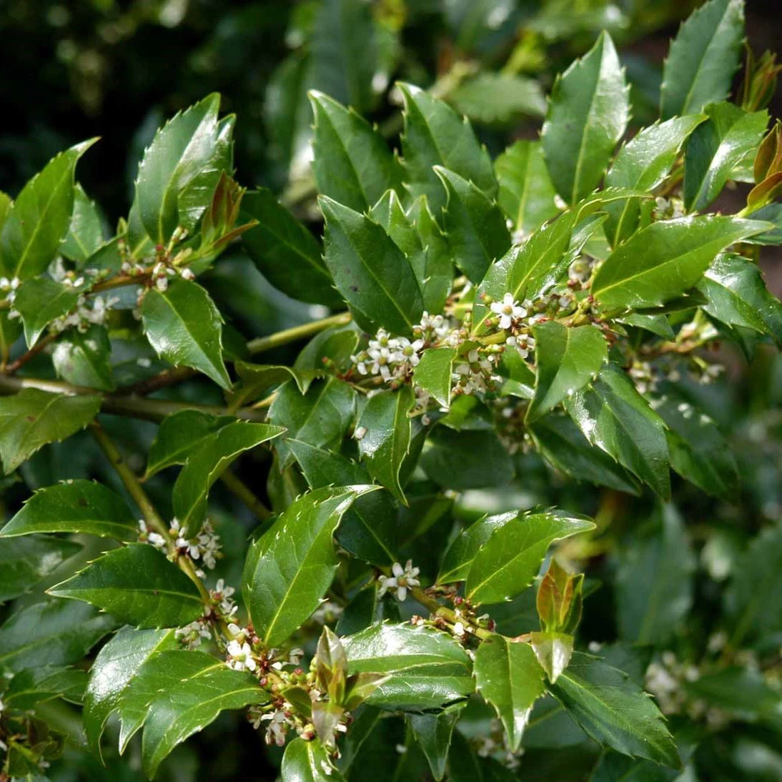 Kristorn 'Heckenstar' - Ilex meserveae 'Heckenstar' - Hækplanter Kristorn 'Heckenstar' - Ilex Meserveae 'Heckenstar' - Hækplanter -Plantetorvet p6711 52786 ilex meserveae heckenstar 299a