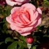 'Elaine Paige'™ Rosa X 'Elaine Paige'™ (Storblomstrende) A-Kvalitet,- Barrods Roser Min. 3 Grene -Plantetorvet p7386 51254 rosa x elaine paige storblomstrende 1445