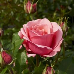 'Elaine Paige'™ Rosa X 'Elaine Paige'™ (Storblomstrende) A-Kvalitet,- Barrods Roser Min. 3 Grene 5 'Elaine Paige'™ Rosa X 'Elaine Paige'™ (Storblomstrende) A-Kvalitet,- Barrods Roser Min. 3 Grene -Plantetorvet p7386 51256 rosa x elaine paige storblomstrende bdfc