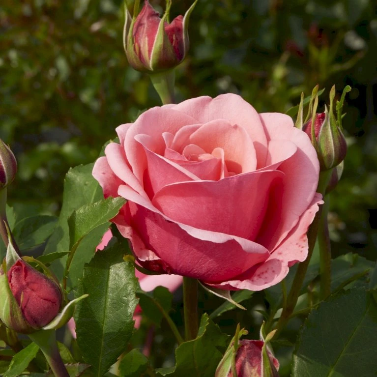 'Elaine Paige'™ Rosa X 'Elaine Paige'™ (Storblomstrende) A-Kvalitet,- barrods roser min. 3 grene 'Elaine Paige'™ Rosa X 'Elaine Paige'™ (Storblomstrende) A-Kvalitet,- Barrods Roser Min. 3 Grene -Plantetorvet p7386 51256 rosa x elaine paige storblomstrende bdfc