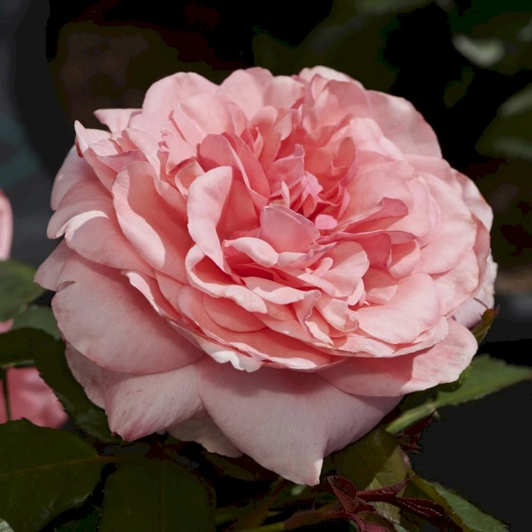 'Elaine Paige'™ Rosa X 'Elaine Paige'™ (Storblomstrende) A-Kvalitet,- barrods roser min. 3 grene 'Elaine Paige'™ Rosa X 'Elaine Paige'™ (Storblomstrende) A-Kvalitet,- Barrods Roser Min. 3 Grene -Plantetorvet p7386 51257 rosa x elaine paige storblomstrende 1268