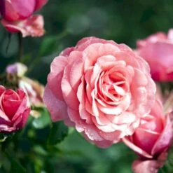 'Elaine Paige'™ Rosa X 'Elaine Paige'™ (Storblomstrende) A-Kvalitet,- Barrods Roser Min. 3 Grene 7 'Elaine Paige'™ Rosa X 'Elaine Paige'™ (Storblomstrende) A-Kvalitet,- Barrods Roser Min. 3 Grene -Plantetorvet p7386 51258 rosa x elaine paige storblomstrende d45a