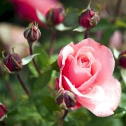 'Elaine Paige'™ Rosa X 'Elaine Paige'™ (Storblomstrende) A-Kvalitet,- Barrods Roser Min. 3 Grene 8 'Elaine Paige'™ Rosa X 'Elaine Paige'™ (Storblomstrende) A-Kvalitet,- Barrods Roser Min. 3 Grene -Plantetorvet p7386 51259 rosa x elaine paige storblomstrende 702c