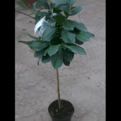 Opstammet Kirsebærlaurbær Prunus Laurocerasus 'Etna' Opstammet,- Potte 10 Liter,- 80 Cm. Stamme