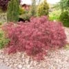 Opstammet Japansk Ahorn 'Garnet' Acer Palmatum Dissectum 'Garnet' Potte 4,0 Liter,- 40-50 Cm.