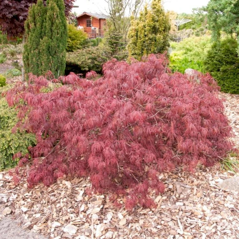 Opstammet Japansk Ahorn 'Garnet' Acer Palmatum Dissectum 'Garnet' Potte 4,0 liter,- 40-50 cm. Opstammet Japansk Ahorn 'Garnet' Acer Palmatum Dissectum 'Garnet' Potte 4,0 Liter,- 40-50 Cm. -Plantetorvet p7393 47304 acer palmatum dissectum garnet 0d0c