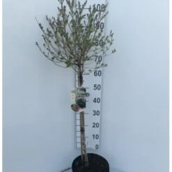 Dværg Syren 'Palibin' Syringa Meyeri 'Palibin' 3 års Kraftig Krone, Opstammet 60 Cm. 7,5 Liter Potte