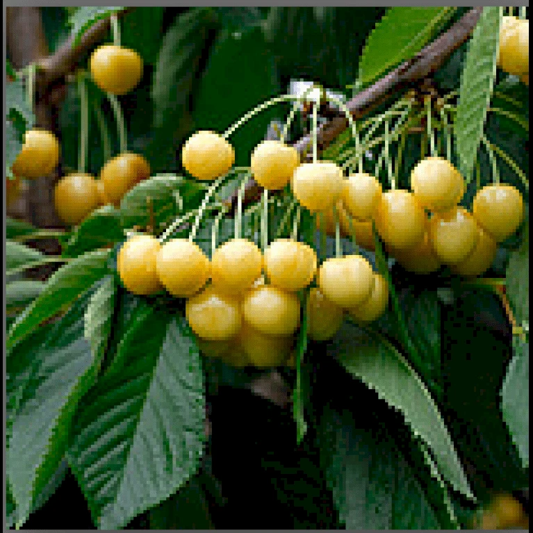 Sød Kirsebær 'Dønnisens Gule' Kræver Bestøver Prunus X 'Dønnisens Gule' Kræver Bestøver 4-8 grene, 150-200 cm. 10 liter potte (P.avi) Sød Kirsebær 'Dønnisens Gule' Kræver Bestøver Prunus X 'Dønnisens Gule' Kræver Bestøver 4-8 Grene, 150-200 Cm. 10 Liter Potte (P.avi) -Plantetorvet p7444 4467 prunus x doennisens gule 044a