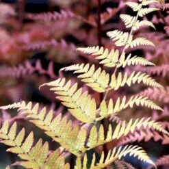 Rødslørbregne Dryopteris Erythrosora 1 Liter Potte
