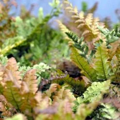 Rødslørbregne Dryopteris Erythrosora 1 Liter Potte -Plantetorvet p747 50945 dryopteris erythrosora e6b5