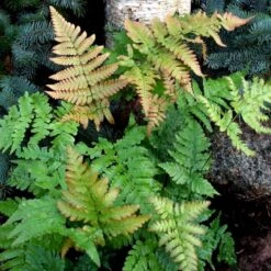 Rødslørbregne Dryopteris Erythrosora 1 Liter Potte -Plantetorvet p747 50946 dryopteris erythrosora db82