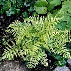 Rødslørbregne Dryopteris Erythrosora 1 Liter Potte -Plantetorvet p747 50948 dryopteris erythrosora 3cb6