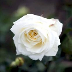 'Claus Dalby'™ Rosa X 'Claus Dalby'™ (Storblomstrende) A-Kvalitet,- Barrods Roser Min. 3 Grene -Plantetorvet p7485 51233 rosa x claus dalby storblomstrende a885