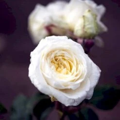 'Claus Dalby'™ Rosa X 'Claus Dalby'™ (Storblomstrende) A-Kvalitet,- Barrods Roser Min. 3 Grene -Plantetorvet p7485 51234 rosa x claus dalby storblomstrende 3b15