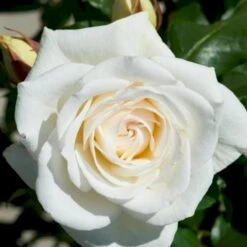 'Claus Dalby'™ Rosa X 'Claus Dalby'™ (Storblomstrende) A-Kvalitet,- Barrods Roser Min. 3 Grene -Plantetorvet p7485 51235 rosa x claus dalby storblomstrende dfe6