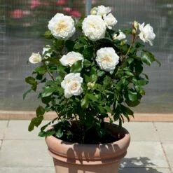'Claus Dalby'™ Rosa X 'Claus Dalby'™ (Storblomstrende) A-Kvalitet,- Barrods Roser Min. 3 Grene -Plantetorvet p7485 51238 rosa x claus dalby storblomstrende df50