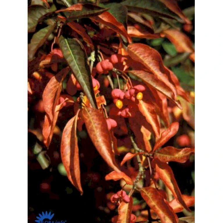 Almindelig Benved Euonymus Europaeus Solitær busk 150-200 cm. - med klump Almindelig Benved Euonymus Europaeus Solitær Busk 150-200 Cm. - Med Klump -Plantetorvet p792 646 euonymus europaeus 2da7