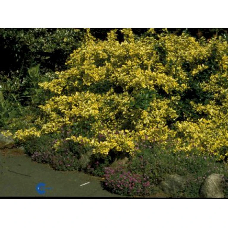 Benved 'Emerald Gold' Euonymus Fortunei 'Emerald Gold' Opstammet 80 cm. 7,5 liter potte Benved 'Emerald Gold' Euonymus Fortunei 'Emerald Gold' Opstammet 80 Cm. 7,5 Liter Potte -Plantetorvet p798 652 euonymus fortunei emerald gold 1c2a