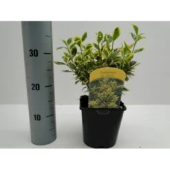 Benved' Marieke' Euonymus Japonica 'Marieke' Potte 2,0 Liter,- 20-25 Cm. 4 Benved' Marieke' Euonymus Japonica 'Marieke' Potte 2,0 Liter,- 20-25 Cm. -Plantetorvet p801 21300 euonymus japonica marieke d7c4