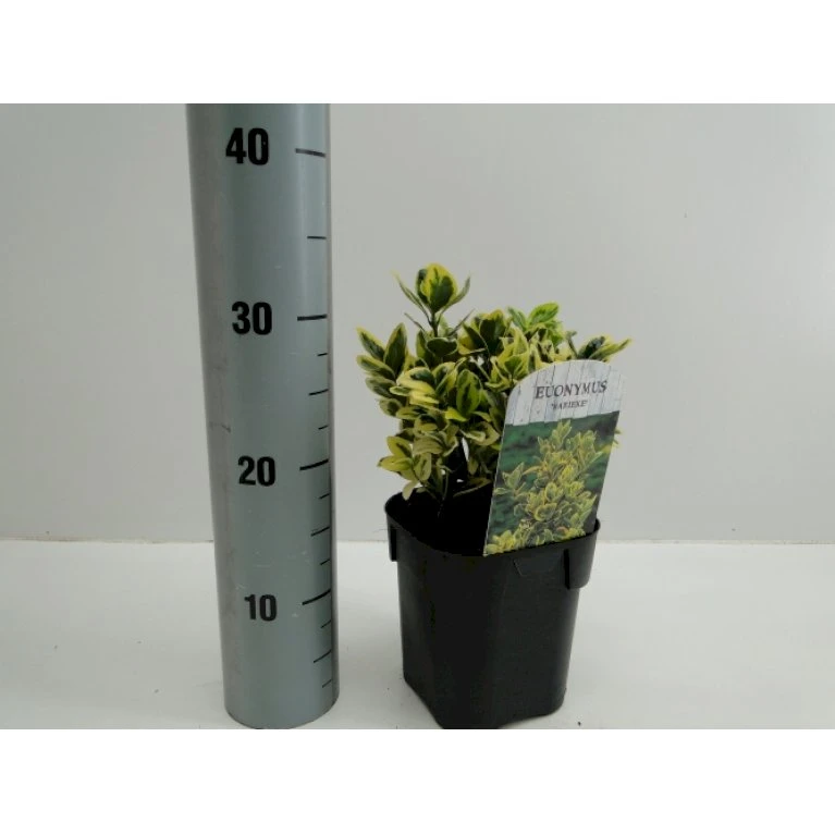 Benved' Marieke' Euonymus Japonica 'Marieke' Potte 2,0 liter,- 20-25 cm. Benved' Marieke' Euonymus Japonica 'Marieke' Potte 2,0 Liter,- 20-25 Cm. -Plantetorvet p801 33921 euonymus japonica marieke b47e