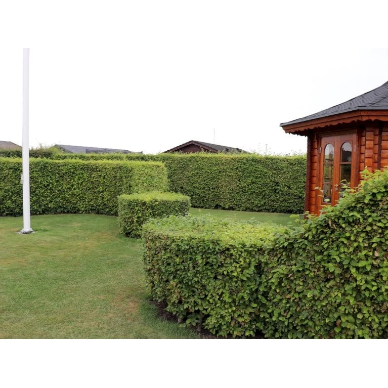 Almindelig Bøg / Bøgehæk Fagus Sylvatica Barrods, omplantet 3 års 100-120 cm. Almindelig Bøg / Bøgehæk Fagus Sylvatica Barrods, Omplantet 3 års 100-120 Cm. -Plantetorvet p816 33904 fagus sylvatica a1f2 2