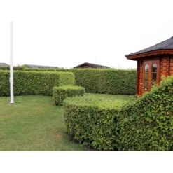 Nye udgivelser 8 Almindelig Bøg / Bøgehæk Fagus Sylvatica Med Klump,- 150-175 Cm.