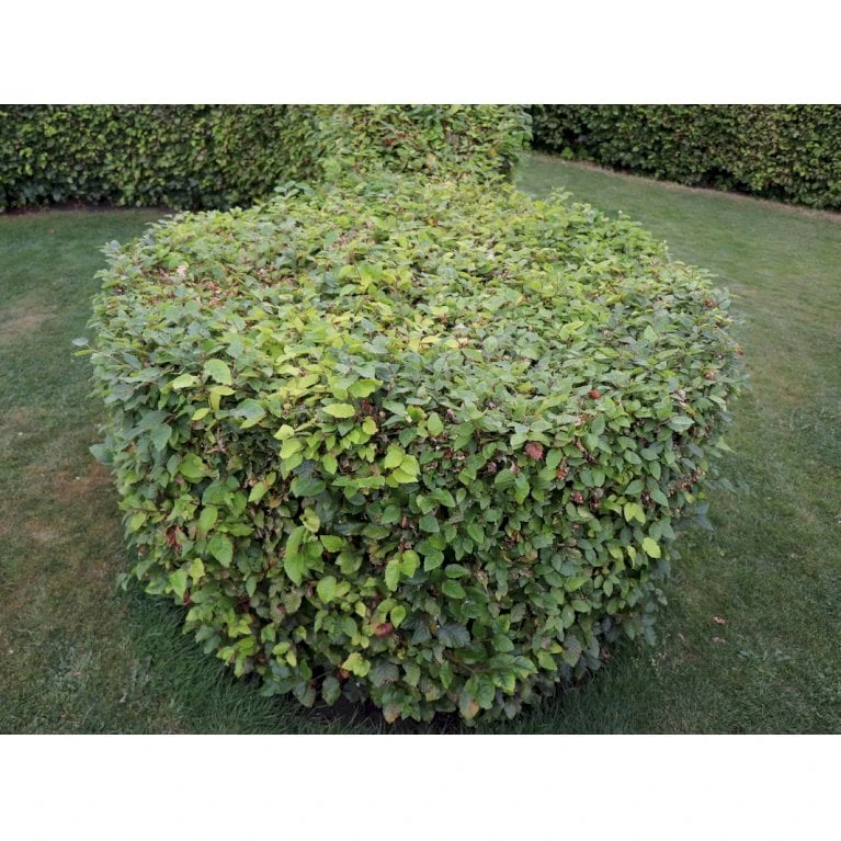 Almindelig Bøg / Bøgehæk Fagus Sylvatica Barrods, omplantet 3 års 100-120 cm. Almindelig Bøg / Bøgehæk Fagus Sylvatica Barrods, Omplantet 3 års 100-120 Cm. -Plantetorvet p816 33905 fagus sylvatica 43bf 2