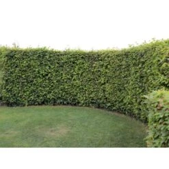 Almindelig Bøg / Bøgehæk Fagus Sylvatica Med Klump,- 150-175 Cm. 5 Almindelig Bøg / Bøgehæk Fagus Sylvatica Med Klump,- 150-175 Cm. -Plantetorvet p816 33906 fagus sylvatica 0b51 3