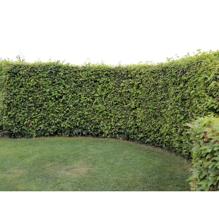 Almindelig Bøg / Bøgehæk Fagus Sylvatica Med klump,- 150-175 cm. Almindelig Bøg / Bøgehæk Fagus Sylvatica Med Klump,- 150-175 Cm. -Plantetorvet p816 33906 fagus sylvatica 0b51 3