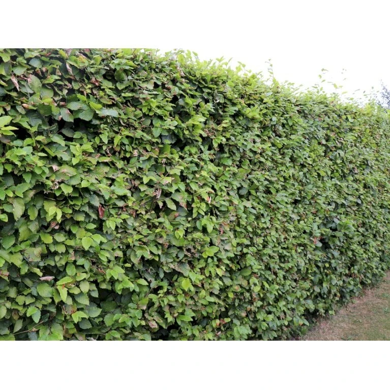 Almindelig Bøg / Bøgehæk Fagus Sylvatica Barrods, omplantet 3 års 100-120 cm. Almindelig Bøg / Bøgehæk Fagus Sylvatica Barrods, Omplantet 3 års 100-120 Cm. -Plantetorvet p816 33907 fagus sylvatica 825a 2
