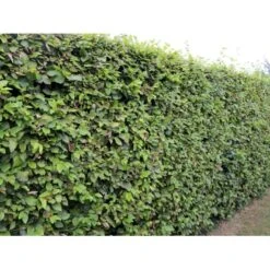 Almindelig Bøg / Bøgehæk Fagus Sylvatica Med Klump,- 150-175 Cm. 6 Almindelig Bøg / Bøgehæk Fagus Sylvatica Med Klump,- 150-175 Cm. -Plantetorvet p816 33907 fagus sylvatica 825a 3